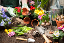 Potting Flowers