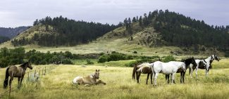 Prairie Horses 
