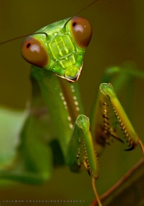 Praying Mantis Jigsaw Puzzle