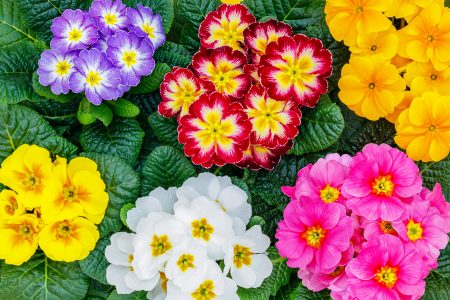 Primrose Blooms Jigsaw Puzzle