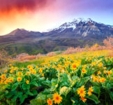 Provo Peak Wildflowers