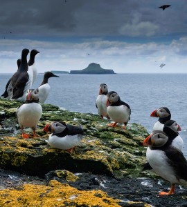 Puffins Jigsaw Puzzle