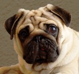 Pug