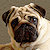 Pug Jigsaw Puzzle