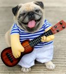 Pug Musician