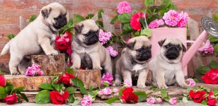 Pug Puppies