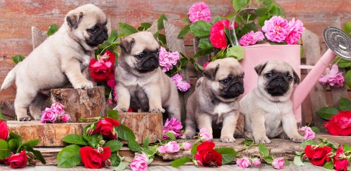 Pug Puppies Jigsaw Puzzle