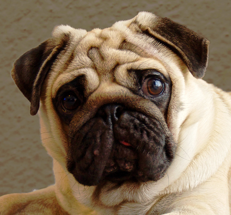 Pug Jigsaw Puzzle