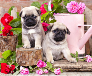 Pugs and Roses Jigsaw Puzzle