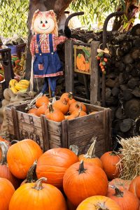 Pumpkin Crate Jigsaw Puzzle