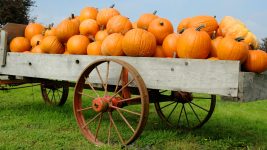 Pumpkin Haul