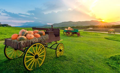 Pumpkin Wagons Jigsaw Puzzle