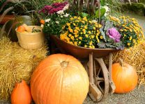 Pumpkins and Wheelbarrow