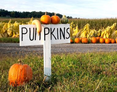 Pumpkins for Sale Jigsaw Puzzle