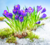 Purple Crocuses