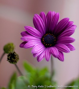 Purple Striped Flower Jigsaw Puzzle