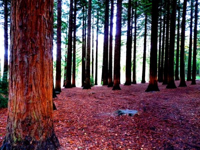 Queenswood Park Jigsaw Puzzle