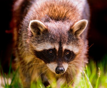 Raccoon Jigsaw Puzzle