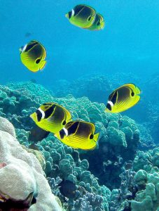 Raccoon Butterflyfish Jigsaw Puzzle