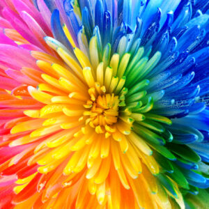 Rainbow Bloom Jigsaw Puzzle