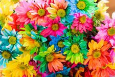 Rainbow Daisies