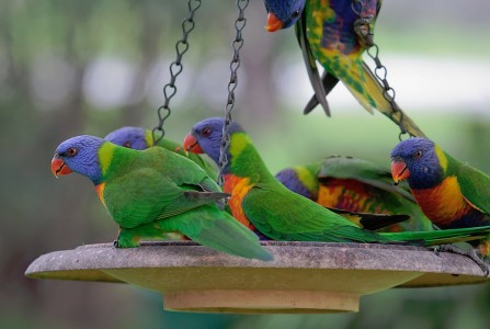 Rainbow Lorikeet Jigsaw Puzzle