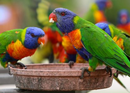 Rainbow Lorikeets Jigsaw Puzzle