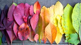 Rainbow of Leaves