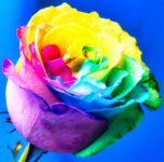 Rainbow Rose