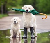 Rainy Day Dogs