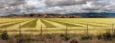 Raked Hay