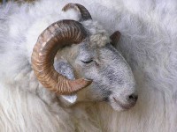 Ram