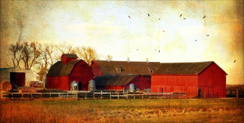 Red Barns Jigsaw Puzzle