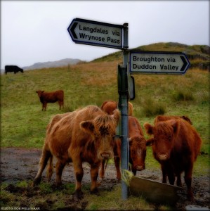 Red Cows Jigsaw Puzzle