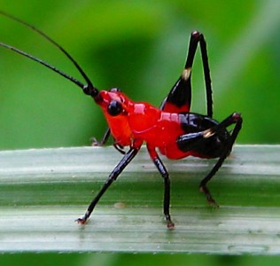 Red Cricket Jigsaw Puzzle