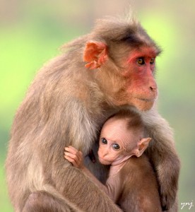 Red Faced Macaque Jigsaw Puzzle