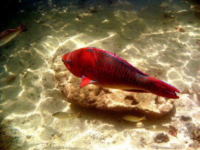 Red Fish Jigsaw Puzzle