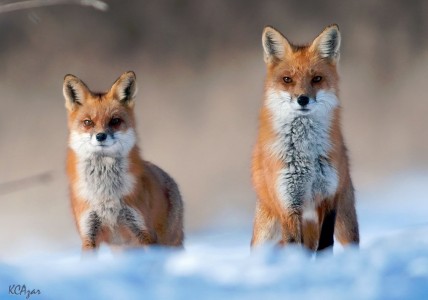 Red Fox Jigsaw Puzzle