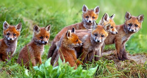 Red Fox Kits Jigsaw Puzzle