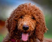 Red Poodle