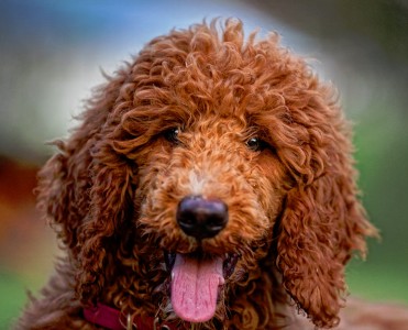 Red Poodle Jigsaw Puzzle