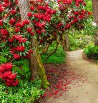 Red Rhododendron