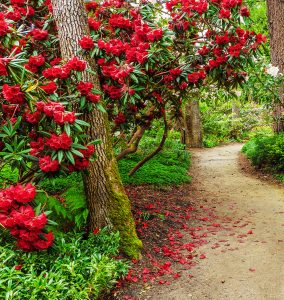 Red Rhododendron Jigsaw Puzzle