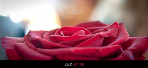 Red Rose Jigsaw Puzzle