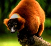 Red Ruffed Lemur