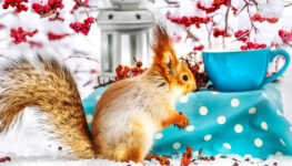 Red Squirrel