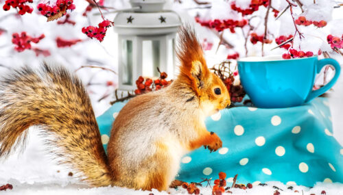 Red Squirrel Jigsaw Puzzle