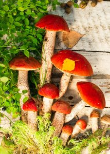 Red Top Mushrooms Jigsaw Puzzle