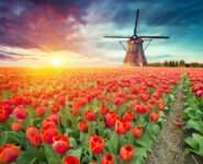 Red Tulips Field