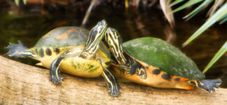Redbelly Turtles